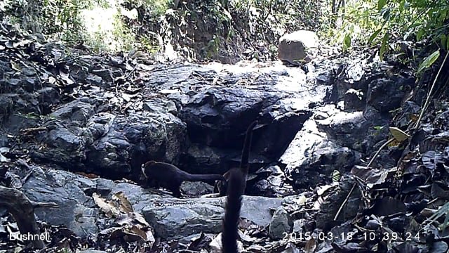 White-nosed Coatimundis