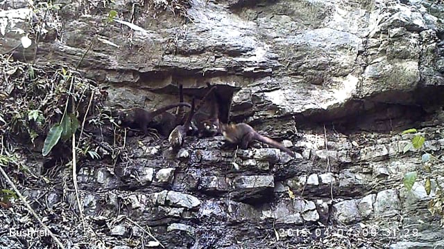 White-nosed Coatimundis