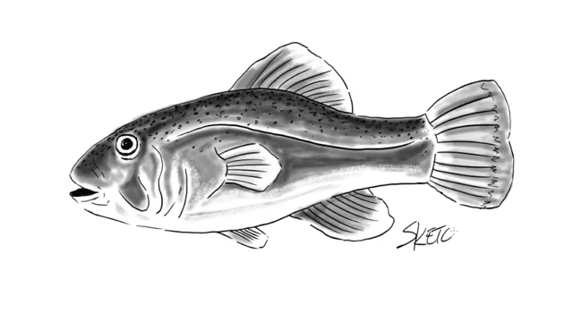 Fish Drawing - How To Draw A Fish Step By Step
