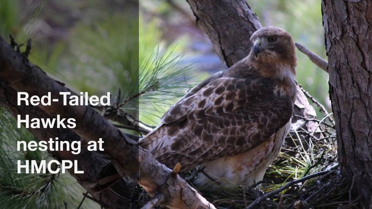 Hawks nesting at HMCPL on Vimeo