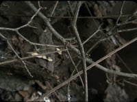 Daniel Steegmann Mangrané, <em>Phasmides</em>, 2008/2012, 16mm film transferred to HD video, 22’41”