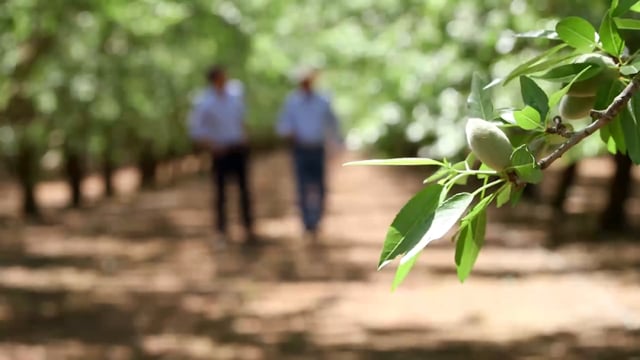 IN CALIFORNIA DROUGHT THIRSTY ALMONDS KEEP FARMERS AFLOAT