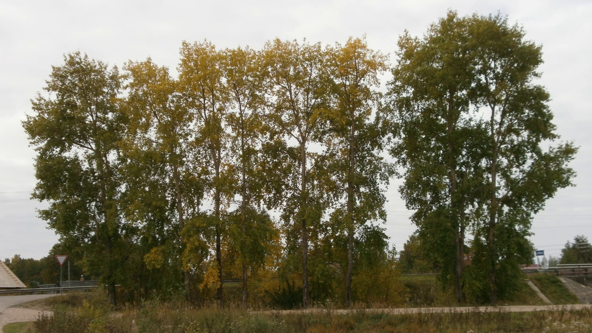 Тополя близнеца. Тополь в Астрахани. Тополь Северный. Тополя на юге. Тополь 6.