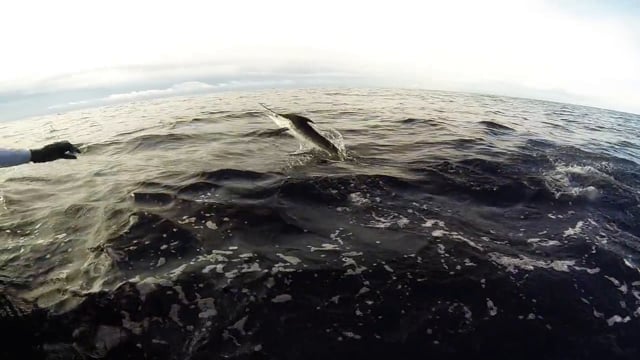 Eren's Addiction Too Fishing Team "The White Marlin Open 2014" — Ocean City, Maryland