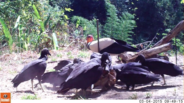 King Vultures