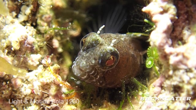 Sola Lights Underwater Light Review - 2015