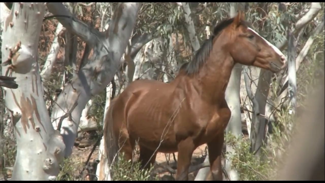 The Desert Brumby 2009 on Vimeo