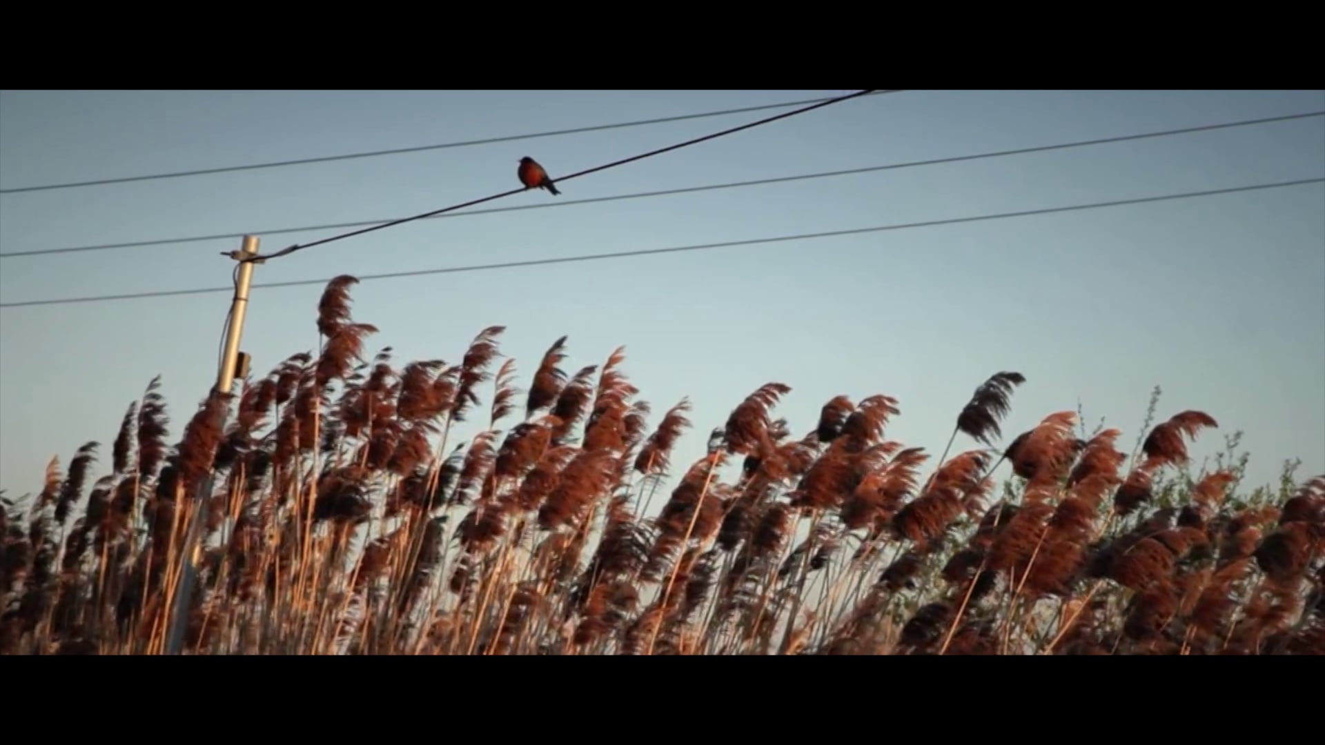 The Curse and the Symphony