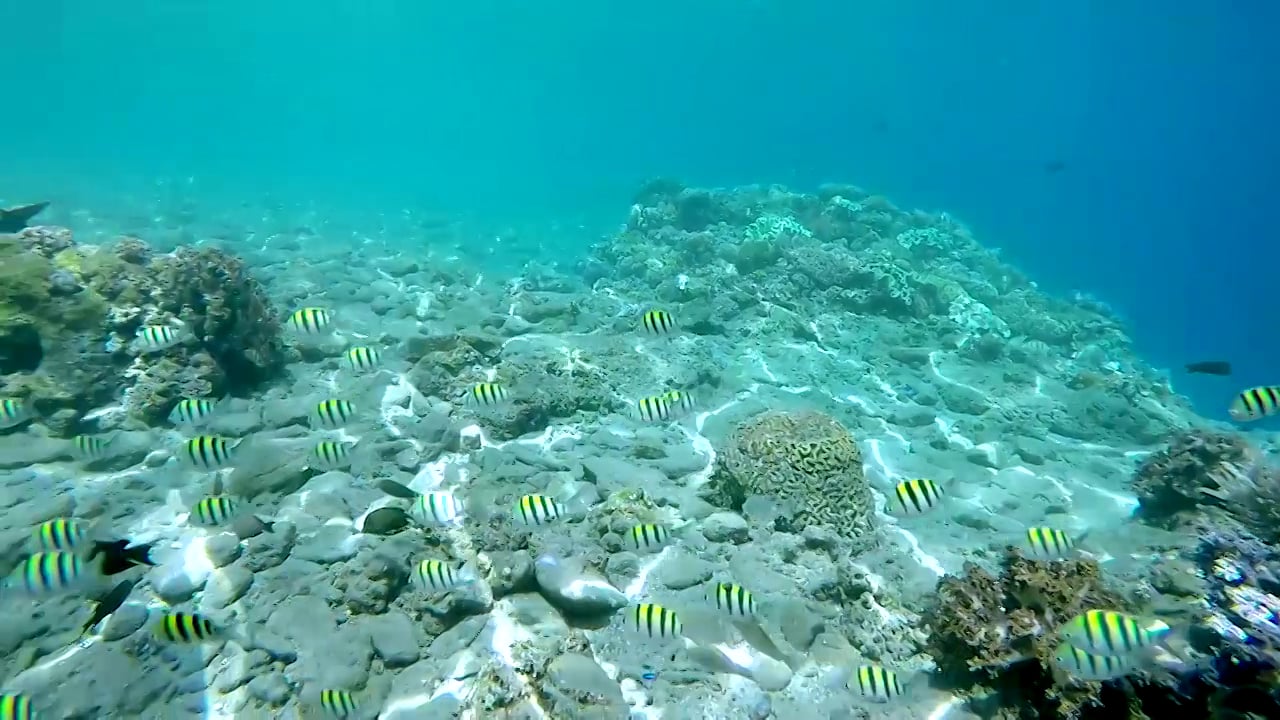 K-41 Coral Reef Snorkel in Timor-Leste on Vimeo