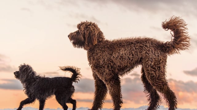 Snow Dogs Photography by Puppy Tales