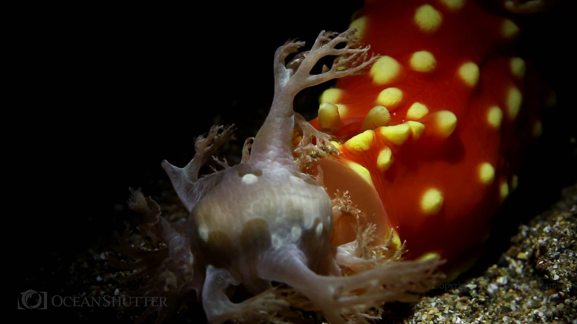 Nudi Eat Nudi World - Underwater Nudibranchs on Vimeo