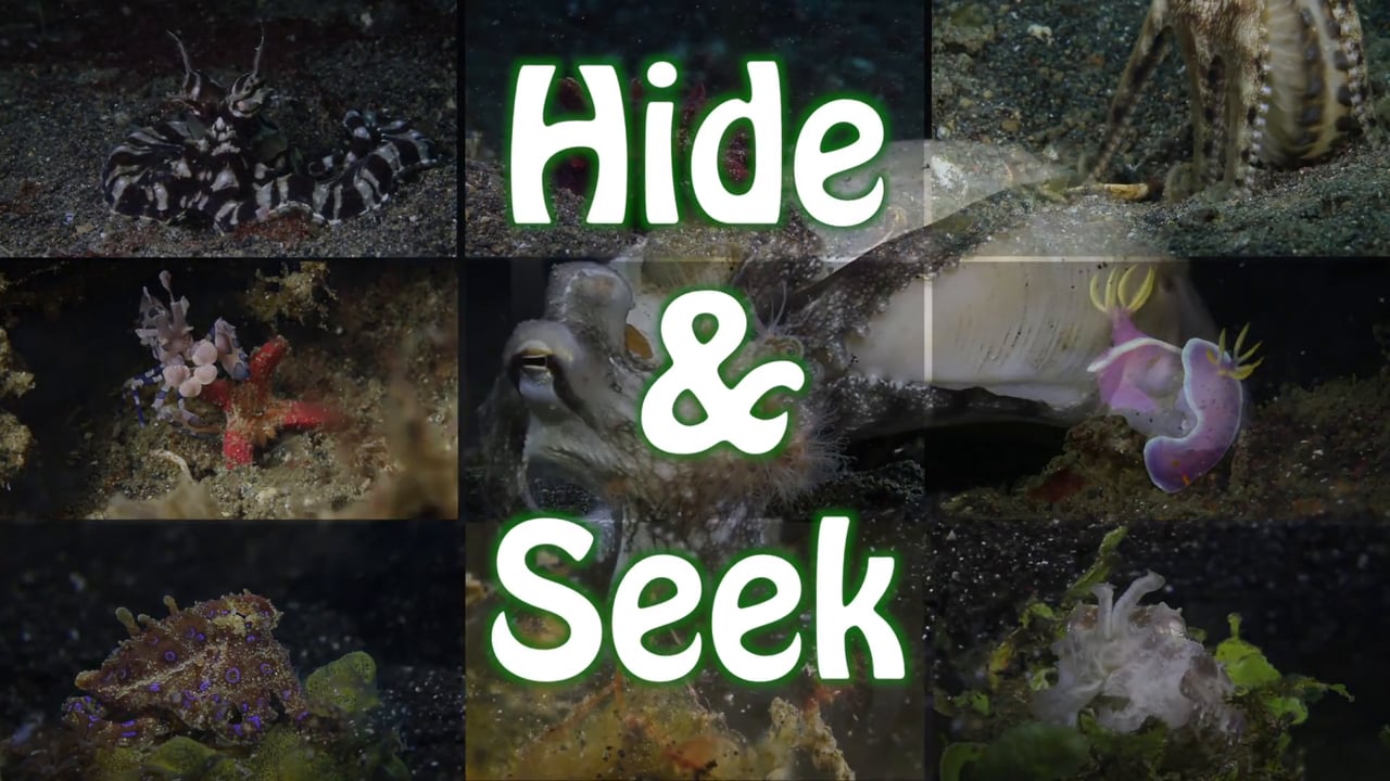 Critters of the Lembeh Strait | Episode 06 - 2015 | Hide&Seek Part 1