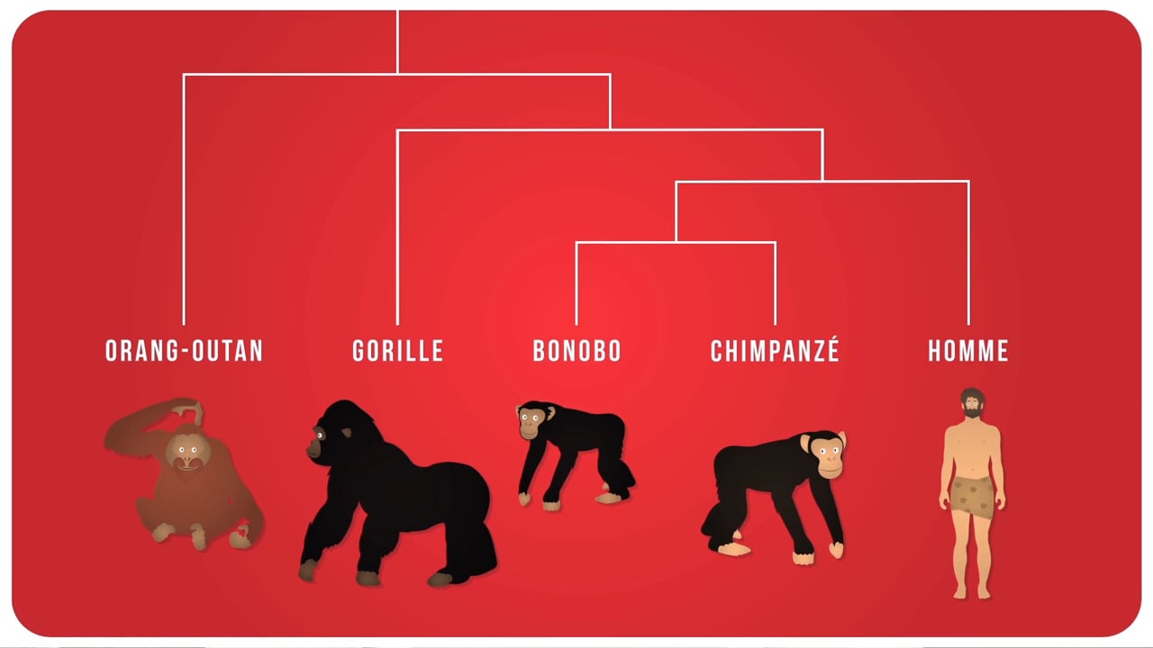 L Evolution De L Homme Fiche De Cours Svt Schoolmouv