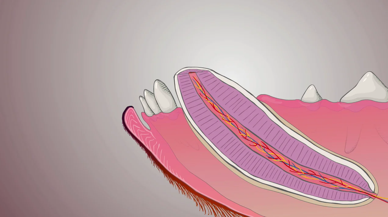 Canine root canal on Vimeo