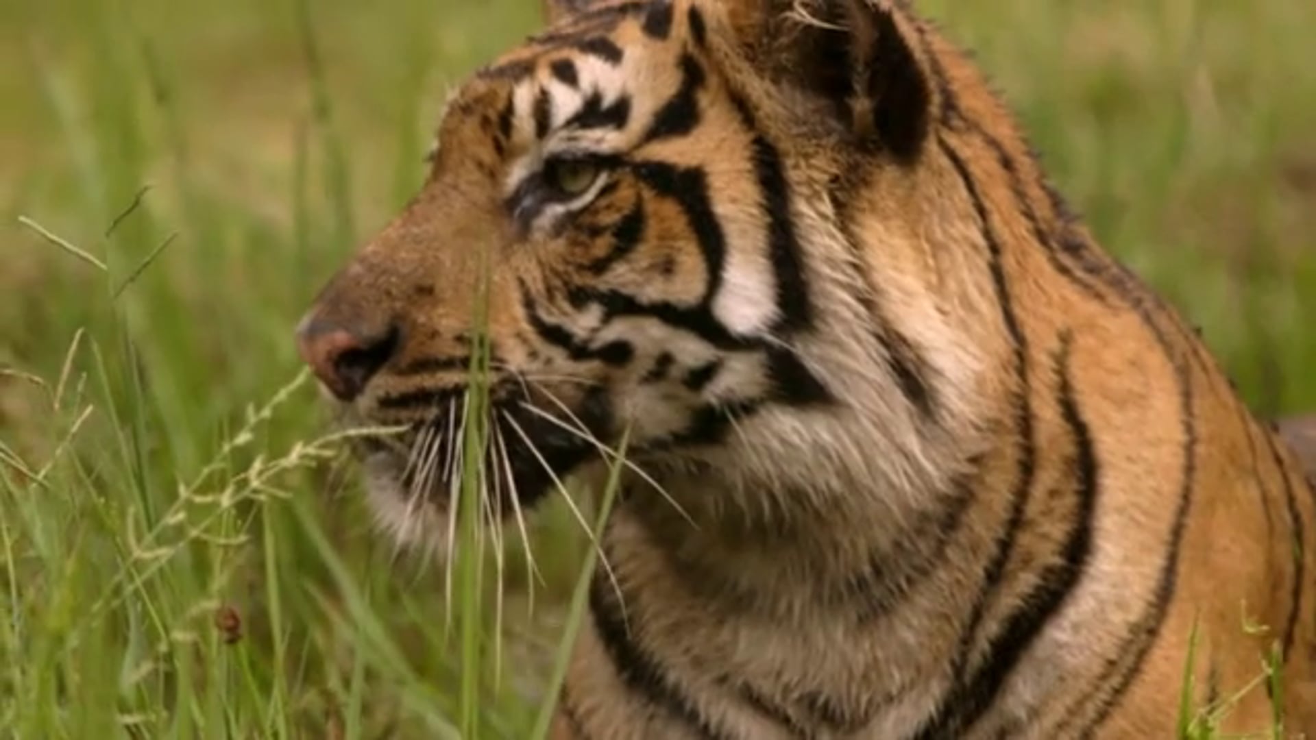 Tambling Wildlife Nature Conservation