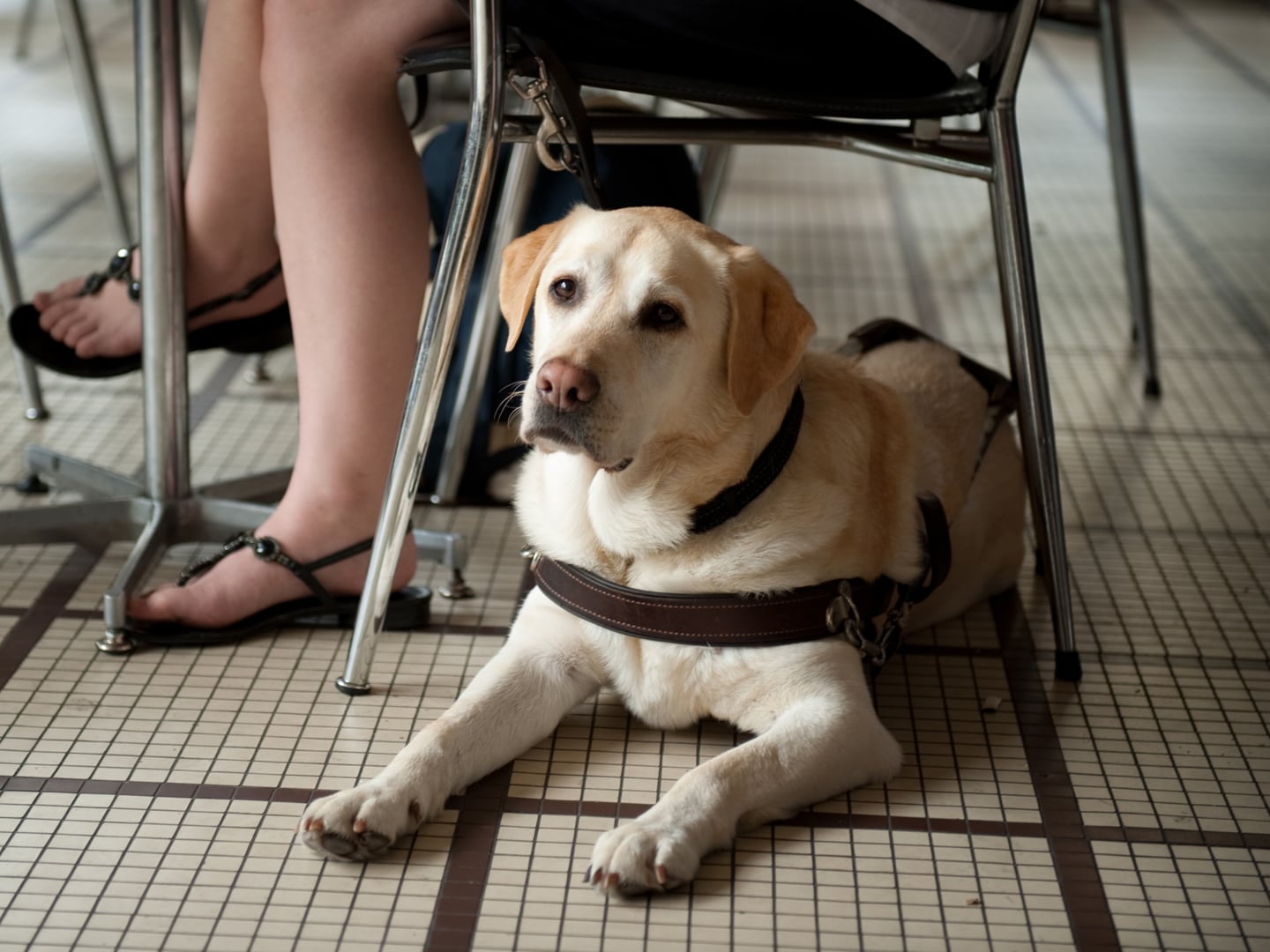 It's Time to End Guide Dog Discrimination on Vimeo