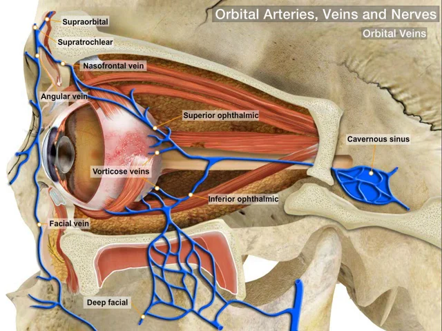 anatomy orbital cellulitis