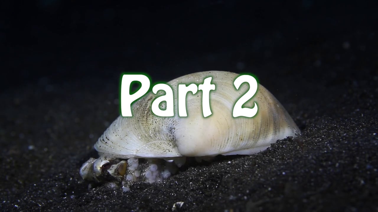 Critters of the Lembeh Strait | Episode 07 - 2015 | Hide&Seek Part 2