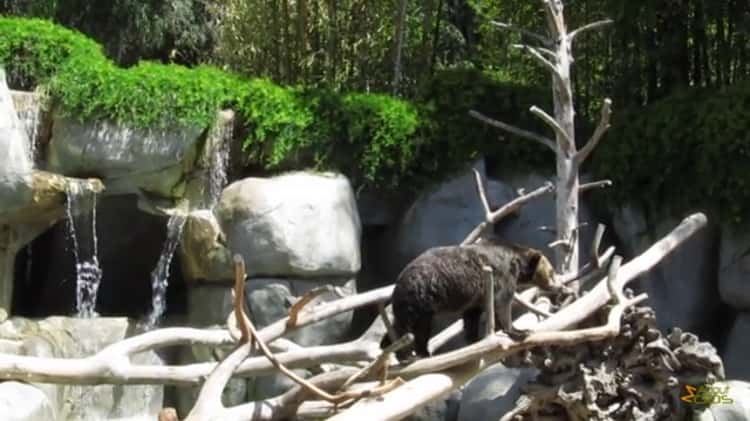 Grizzly Bear  San Diego Zoo