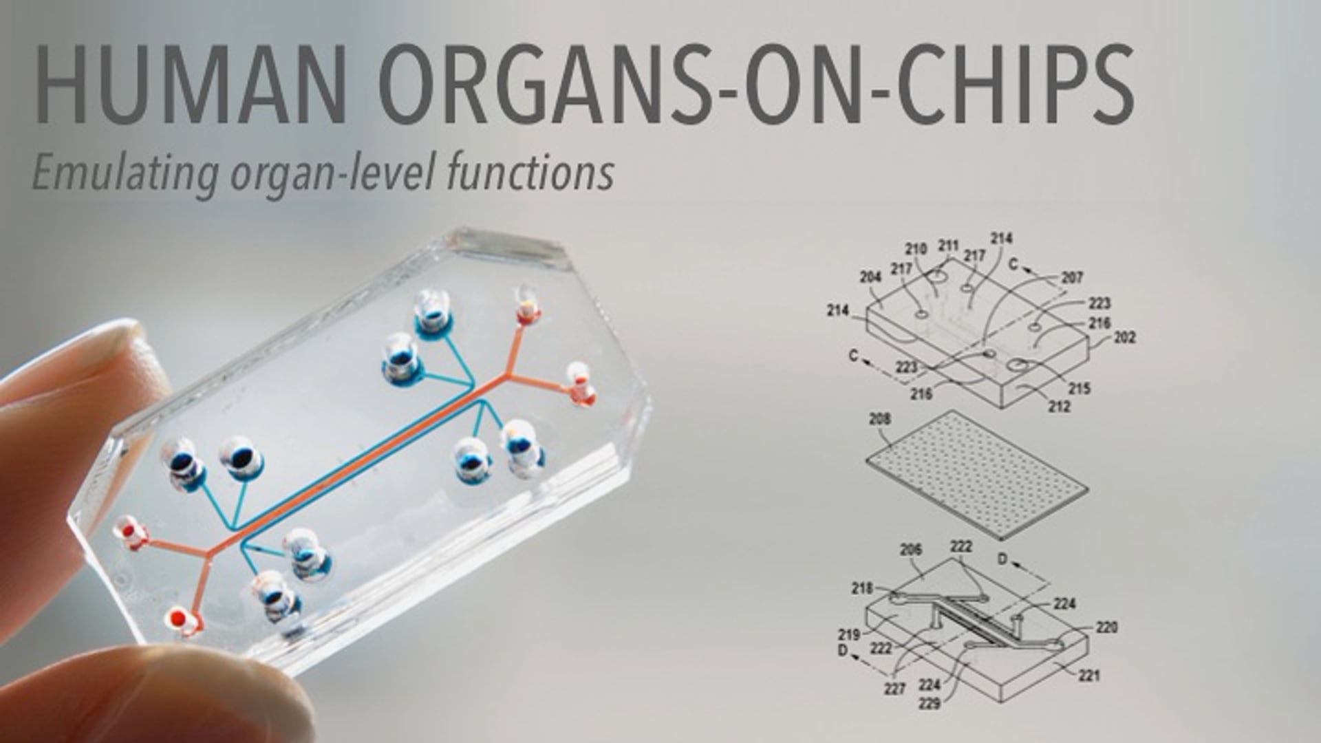 Human Organs on Chips