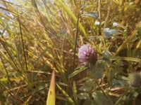 Inhabit: A Permaculture Perspective (full documentary)