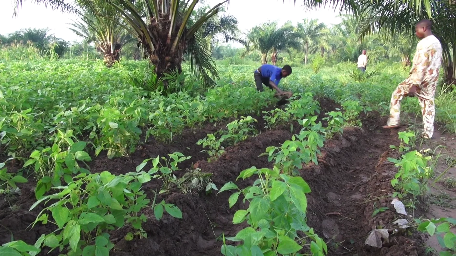 Goussi soja (version entière FR) on Vimeo