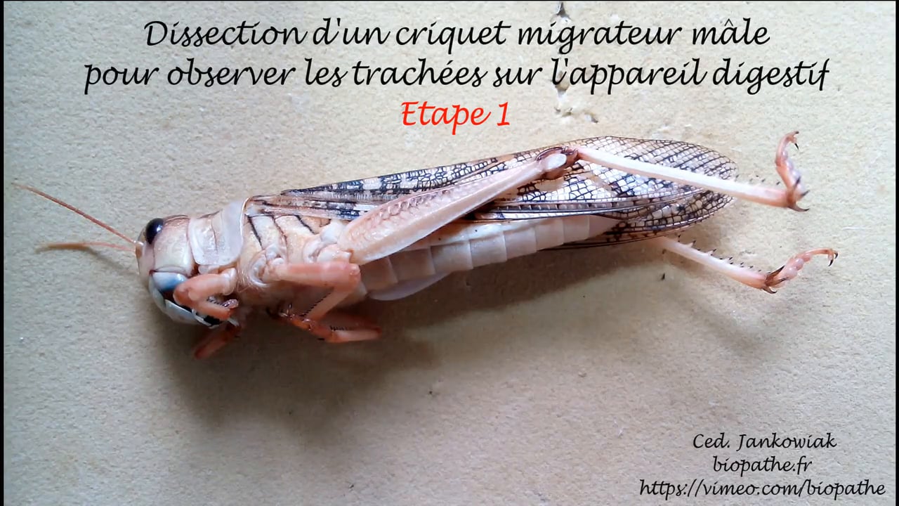 Etape 1 : Dissection pour observation des trachées du Tube Digestif de ...