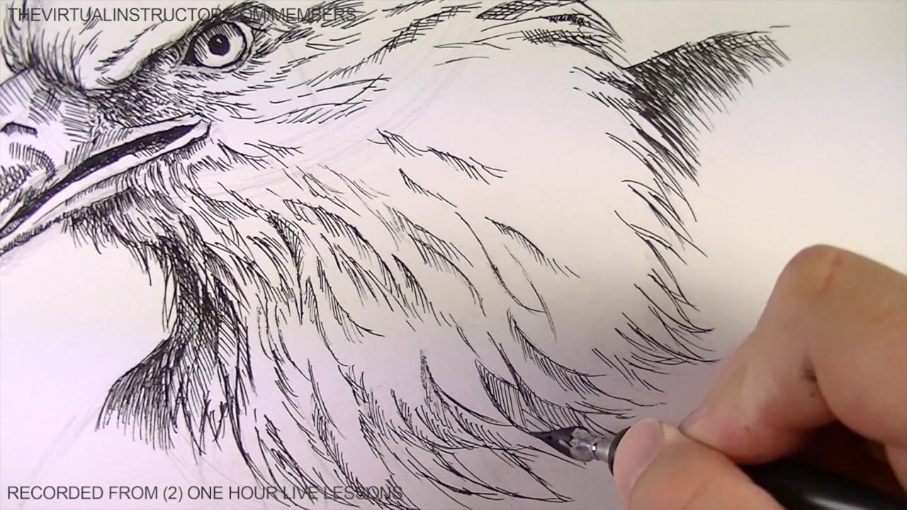 Pen and Ink Eagle Excerpts