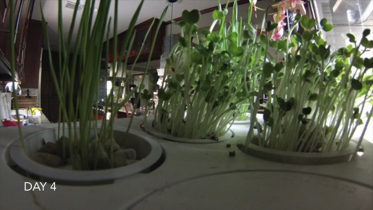 Plants Growing on Vimeo