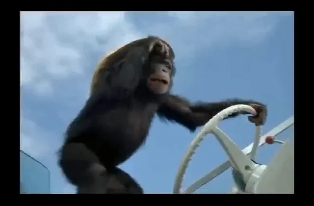 Monkey Boat GIF - Monkey Boat Driving - Discover & Share GIFs