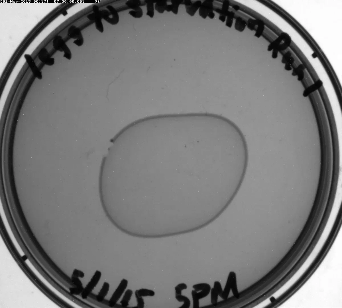Getting started with C. elegans : Quantitative Neurotechnology Lab