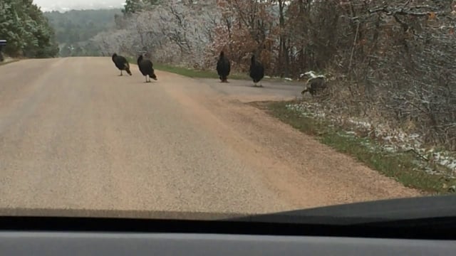 Why Did the Wild Turkeys Cross the Road?