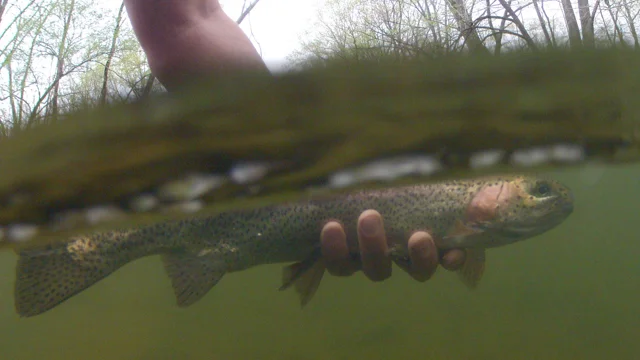 Video Tuesday Tip: How to Use a GoPro to Take Fish-Friendly Photos - Orvis  News