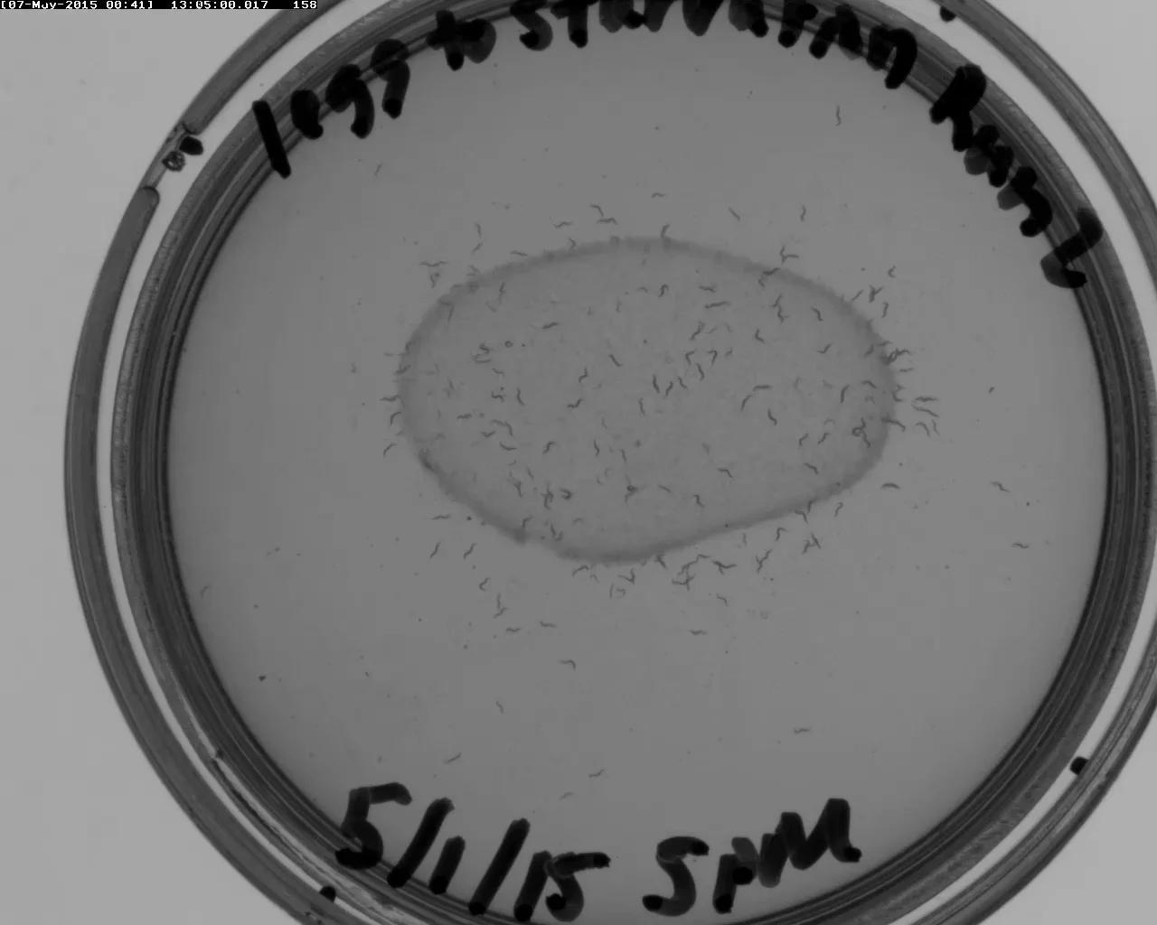 Getting started with C. elegans : Quantitative Neurotechnology Lab