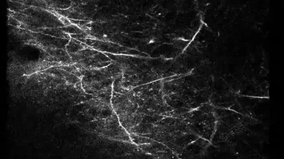 L5 apical dendrites, Mouse visual cortex. 1.5x speed on Vimeo