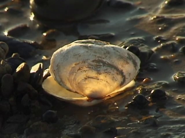 THE CLAM DIGGERS: Tim Wilson