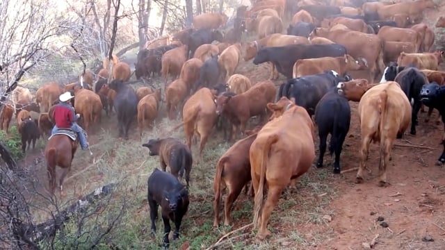 Cattle Drive!