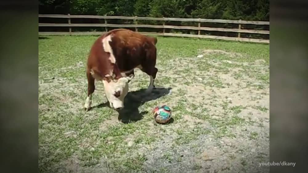 The secret lives of cows | Animals Australia