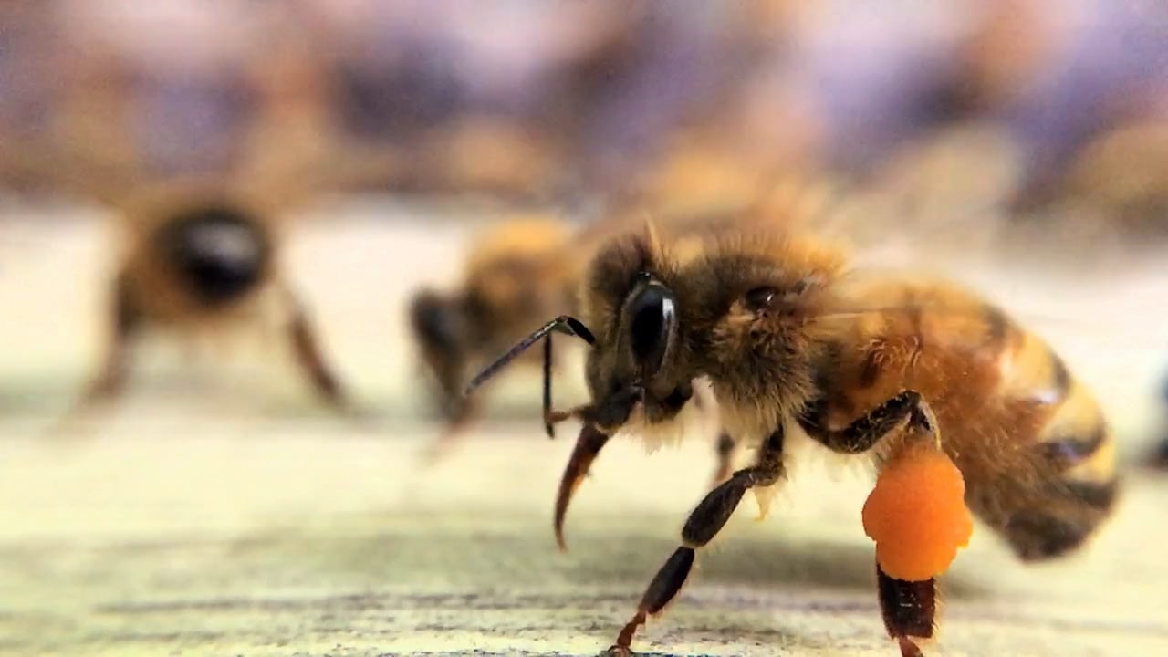 Bee's tongue deposits honey in a Flow™ Hive on Vimeo