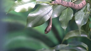 Step into the Wild - New Baby Snakes