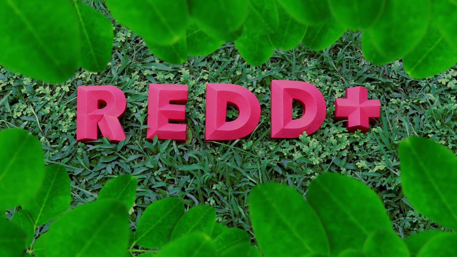 PROGRAMA ONU REDD+