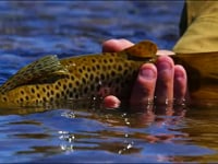 North Patagonia- Argentina, Fly fishing with Andes Drifters
