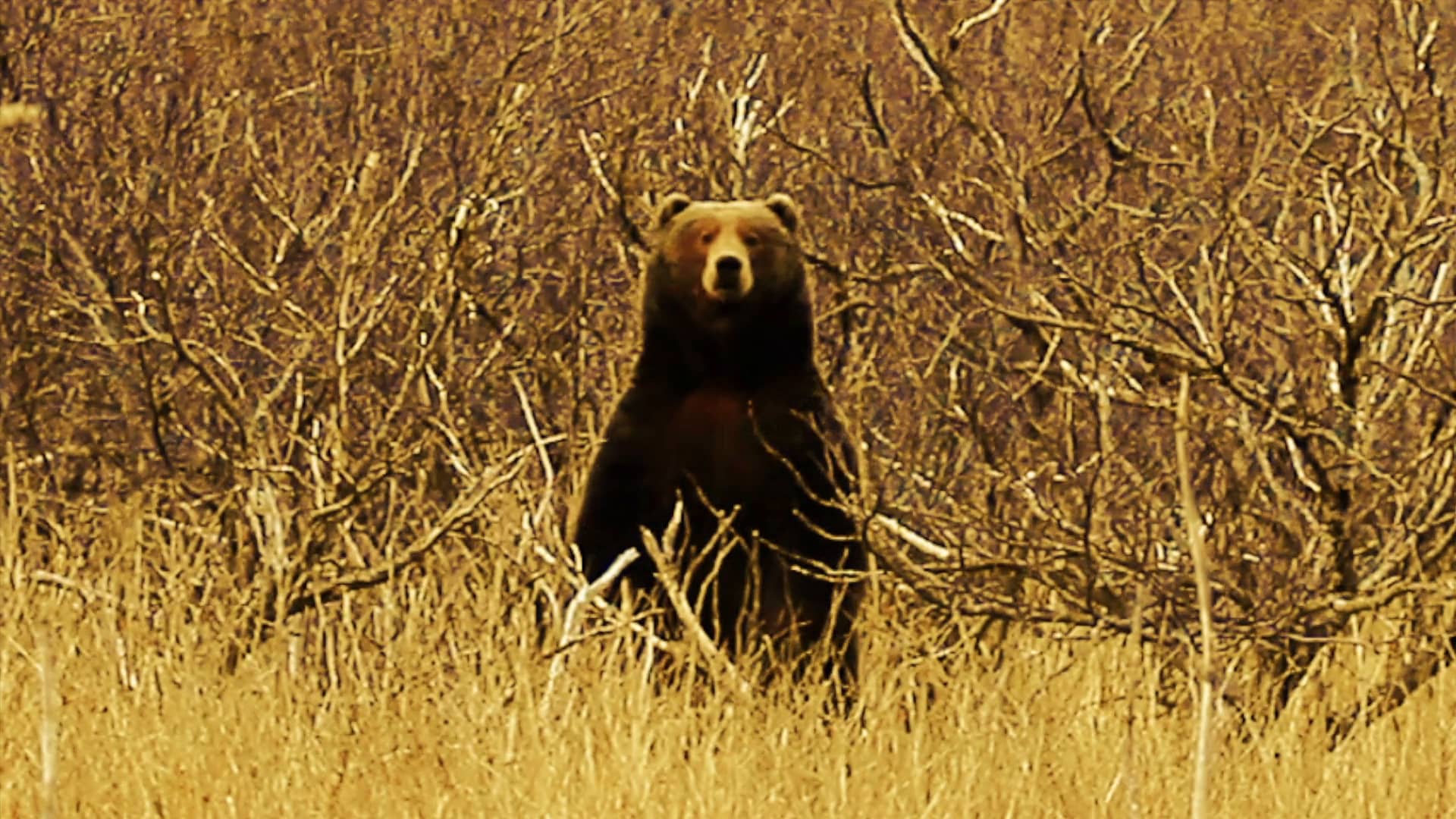 Kodiak The Movie on Vimeo