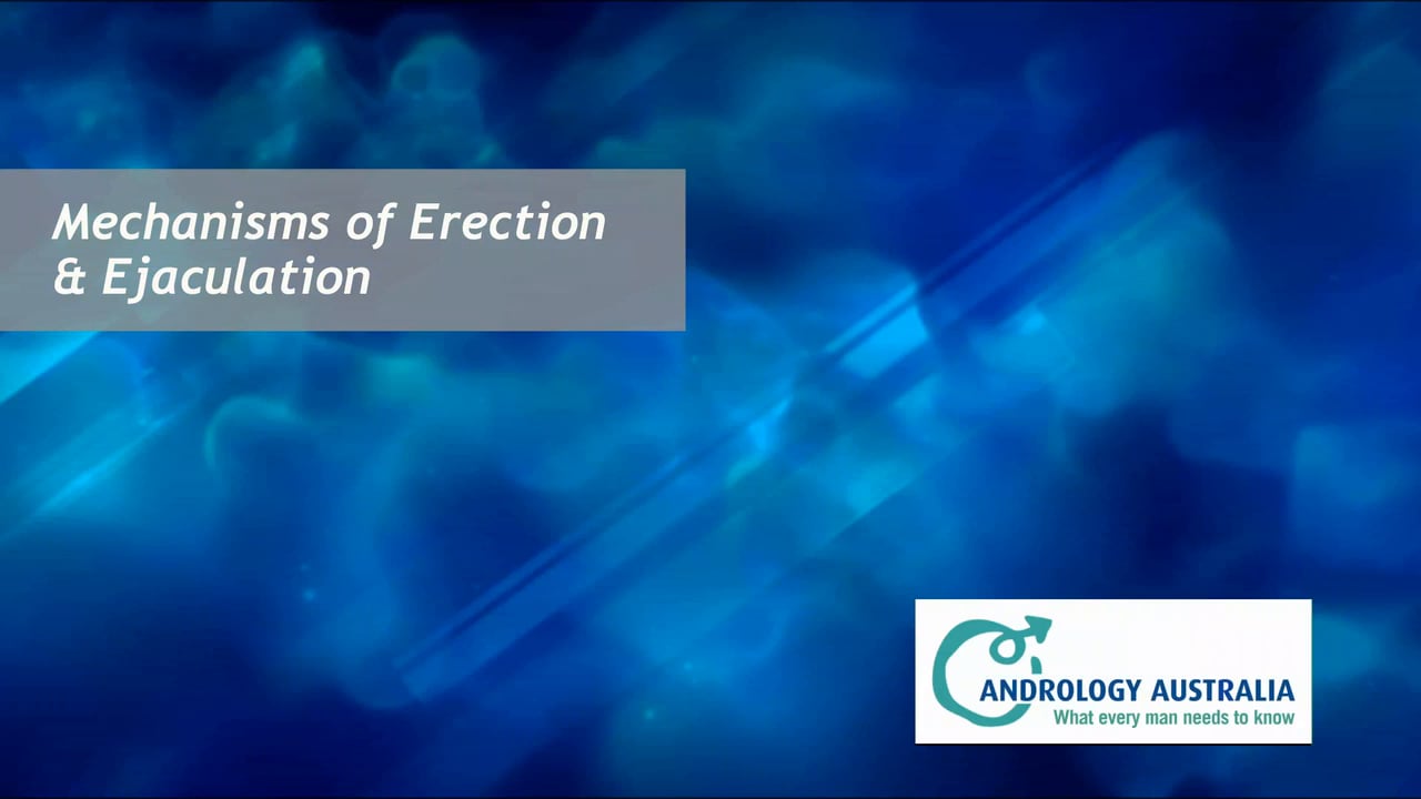 Mechanism Of Erection And Ejaculation