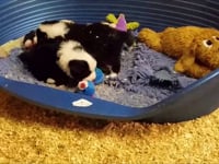 Brig and Ryleigh's puppies' 4th birthday party romp