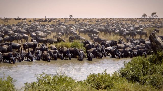 safari car in africa