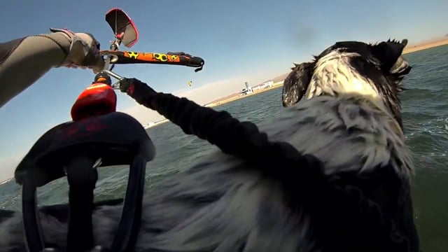 Atomo - The Kitesurfer Dog!
