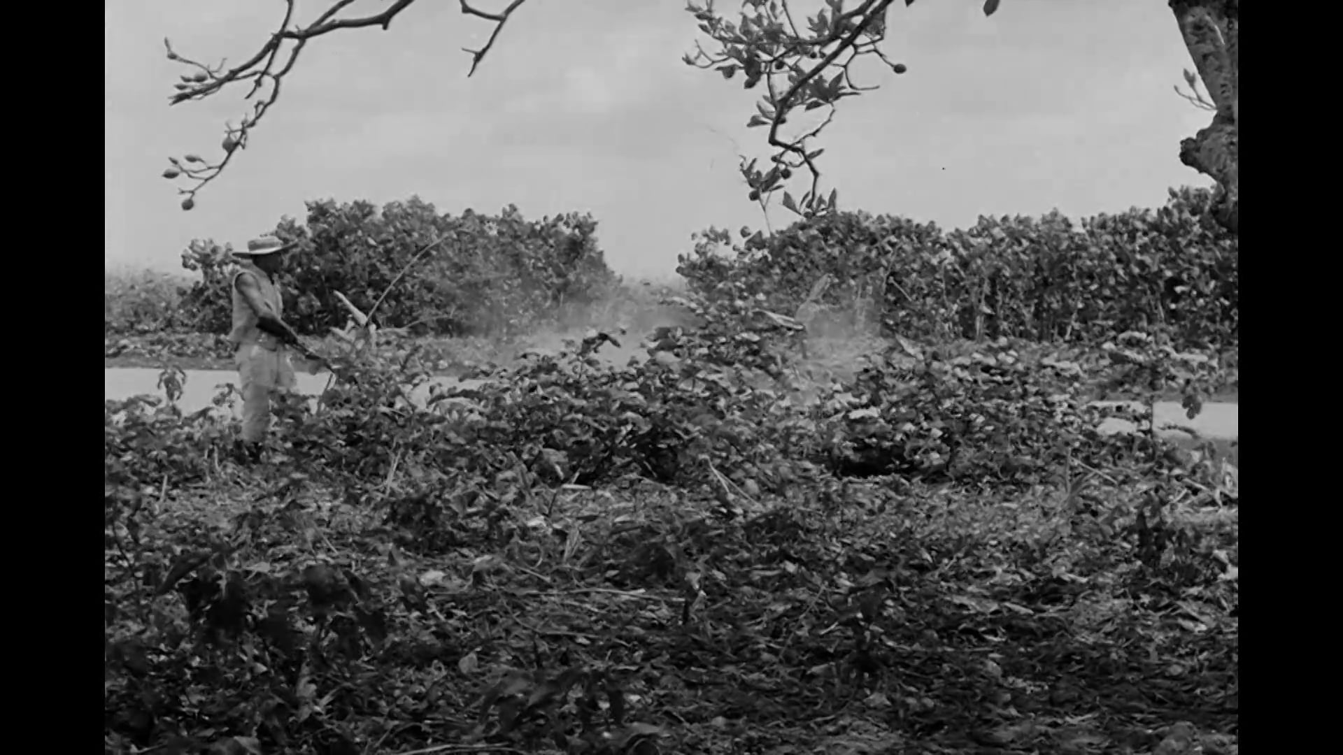 Brave New World Fordlandia