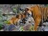 Ranthambhore