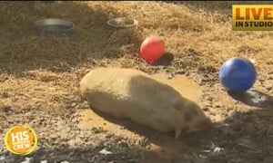 Search Underway in Durham for Pig's Owner